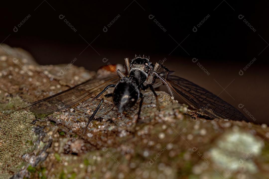 Aranha saltadora adulta