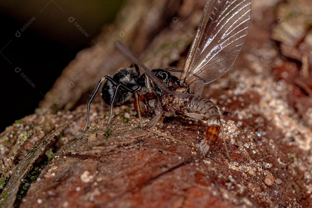 Aranha saltadora adulta do gênero Sarinda