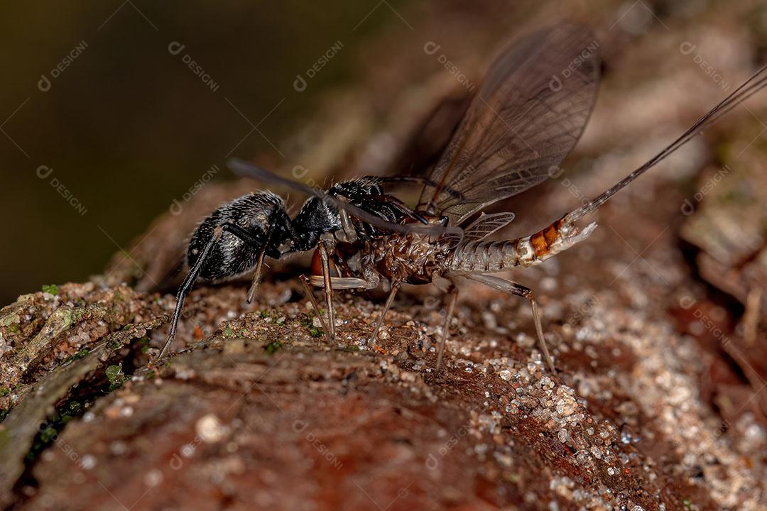 Aranha saltadora adulta do gênero Sarinda