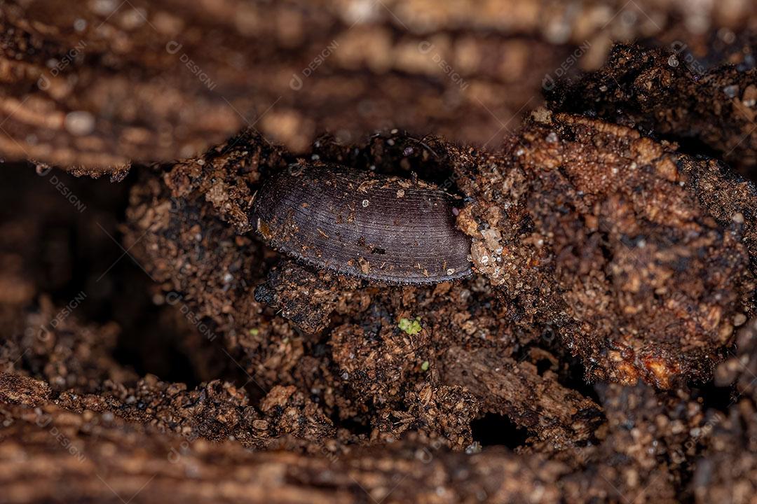 Ovos de barata de madeira da família Ectobiidae