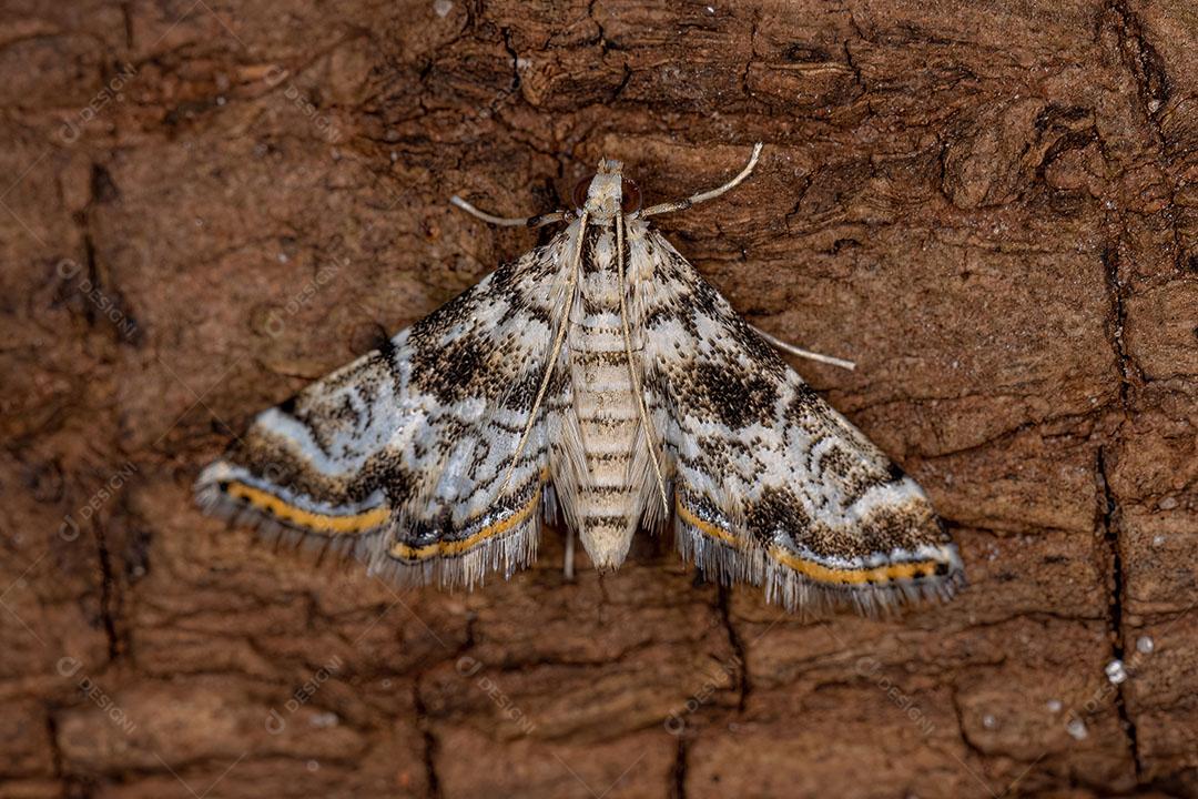 Borboleta traça Crambid adulta