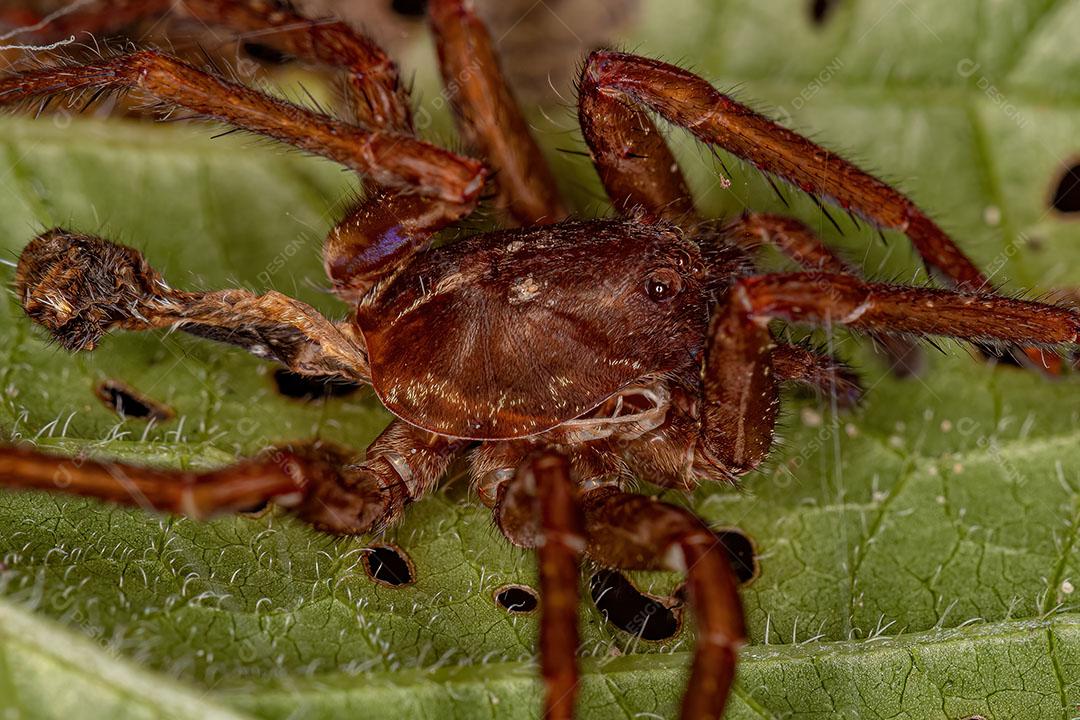 Exúvias de aranha errante da família Ctenidae