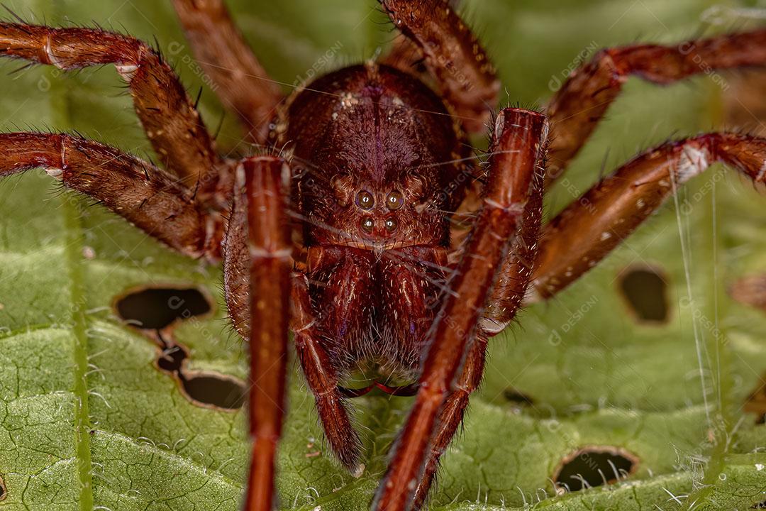 Exúvias de aranha errante da família Ctenidae