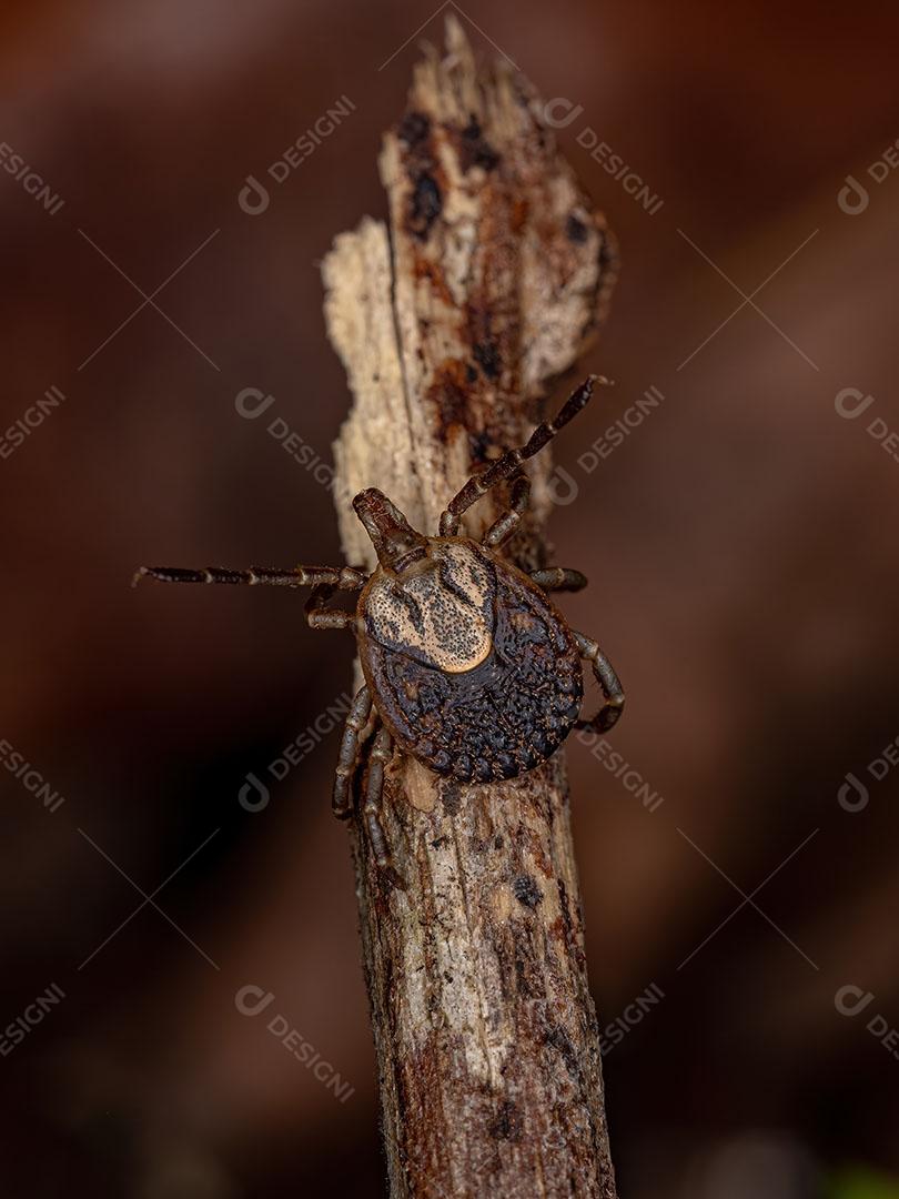 Fêmea adulta Cayenne Carrapato