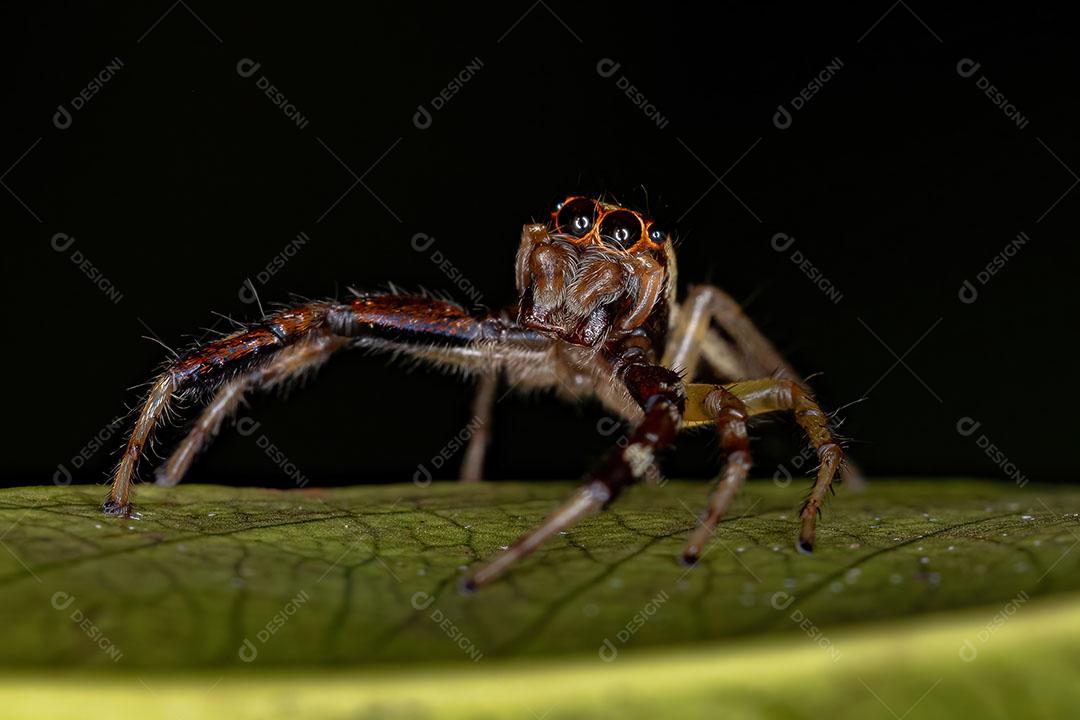 Aranha saltadora adulta masculina do gênero Asaracus