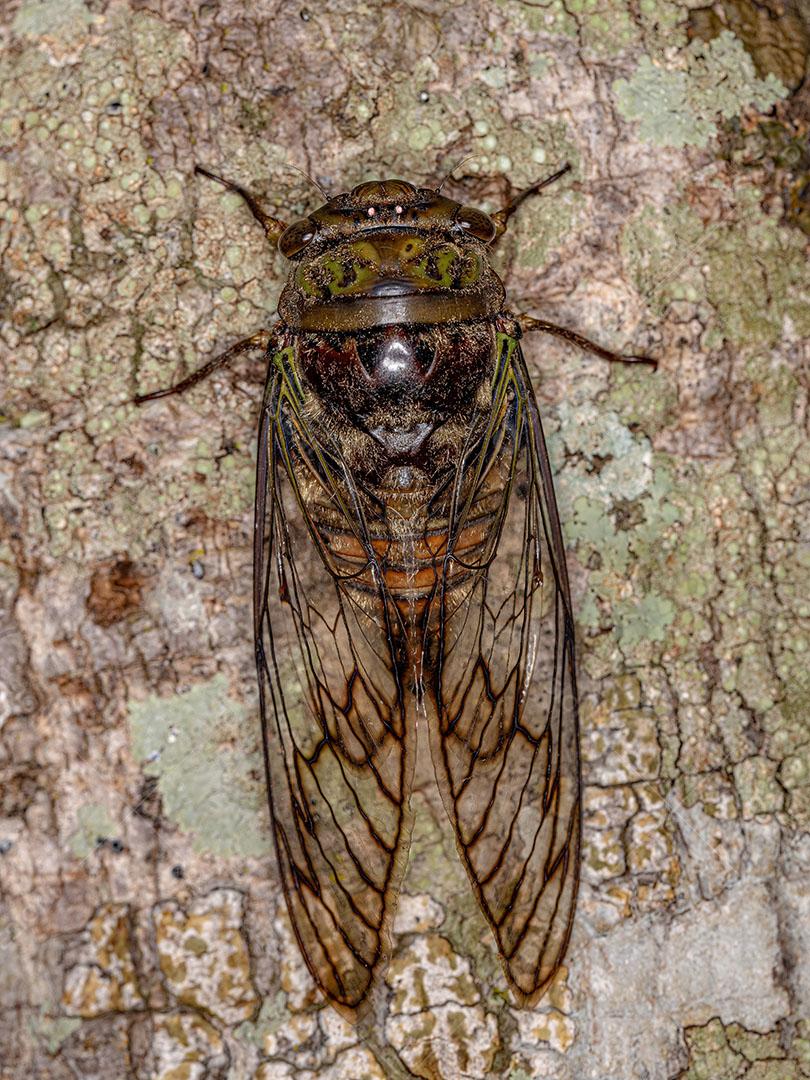 Inseto Cigarra Adulto do Gênero Fidicina
