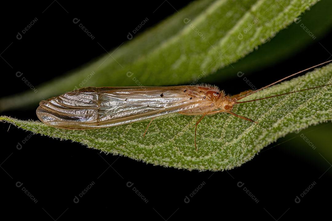 Inseto Caddisfly adulto do gênero Synoestropsis