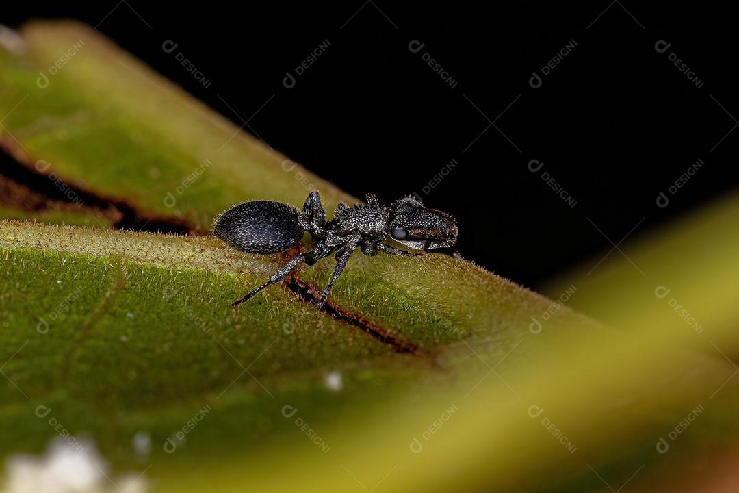 Formiga Tartaruga Negra Adulto