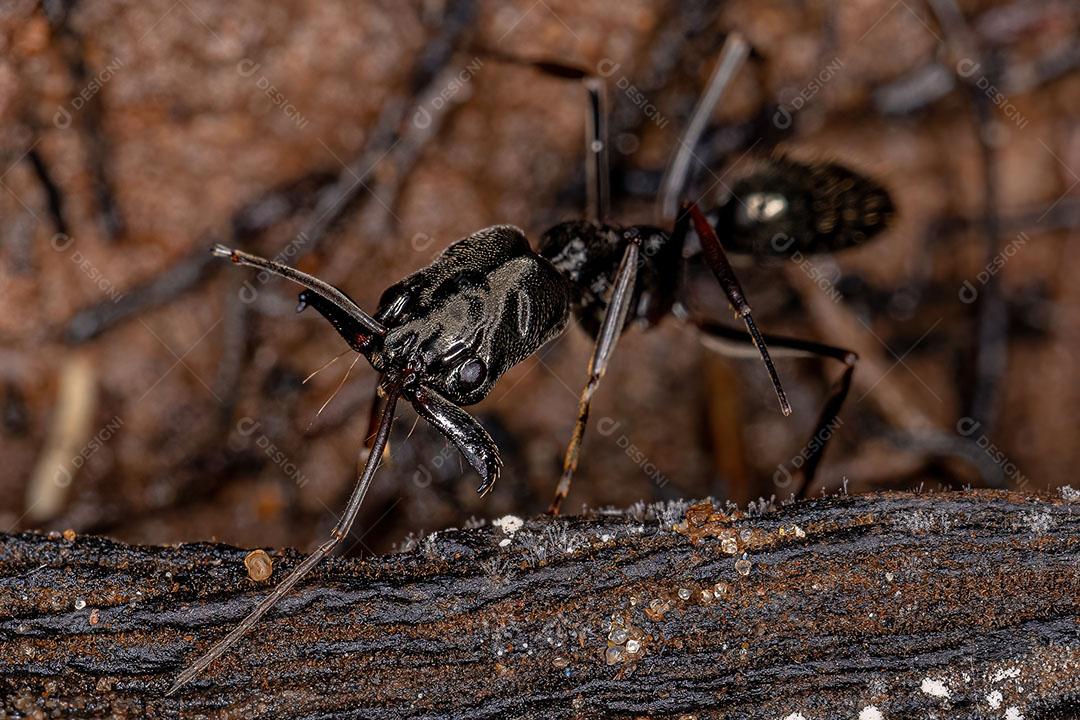 Formiga-de-armadilha adulta do gênero Odontomachus