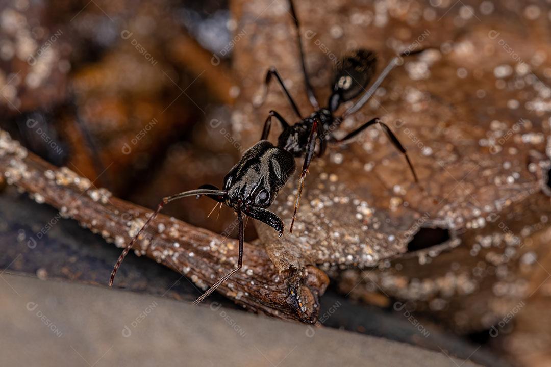 Formiga-de-armadilha adulta