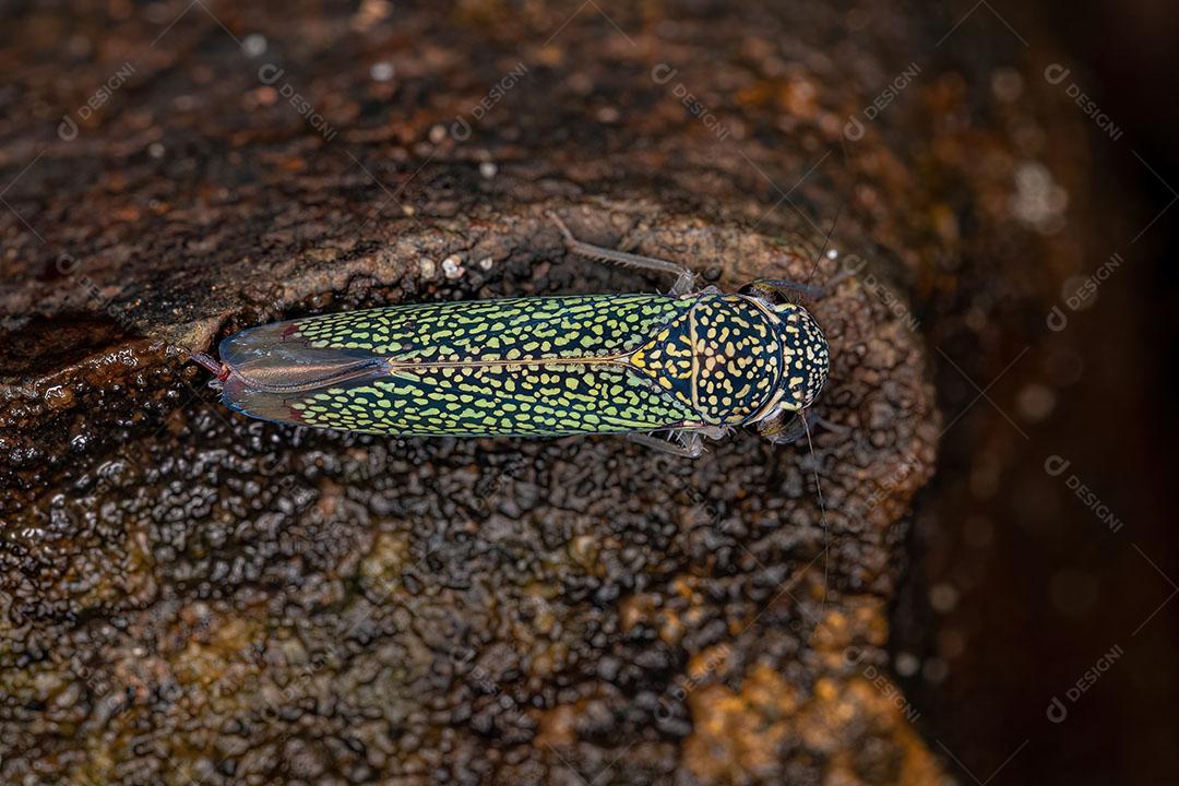 Inseto atirador adulto da subfamília Cicadellinae