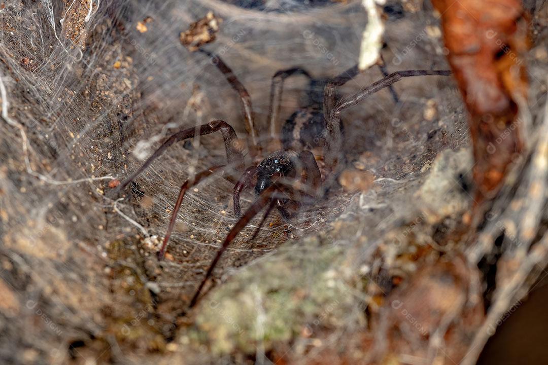 Aranha Corinnoide Adulta Fêmea