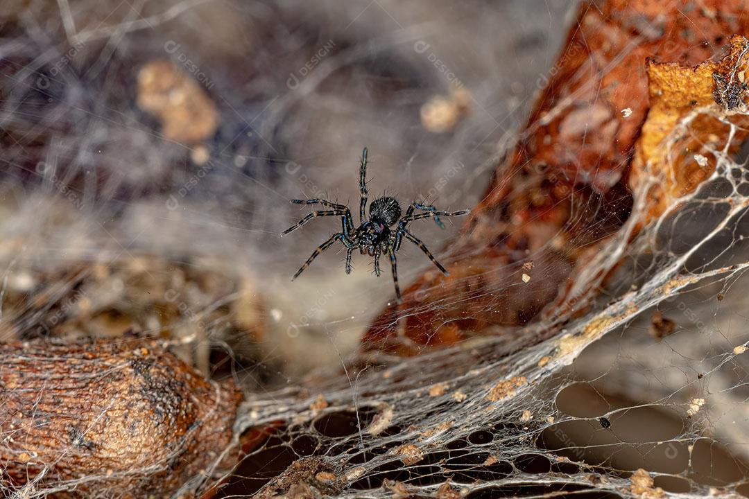 Aranha Corinnoid adulta fêmea do gênero Xeropigo em uma teia de funil