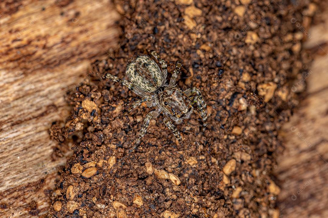 Pequena aranha saltadora do gênero Titanattus