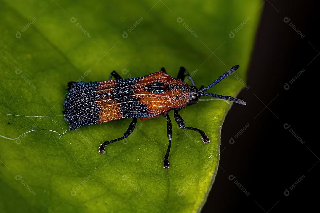 Besouro-folha adulto