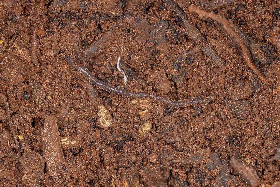 Animal Minhoca Pequena