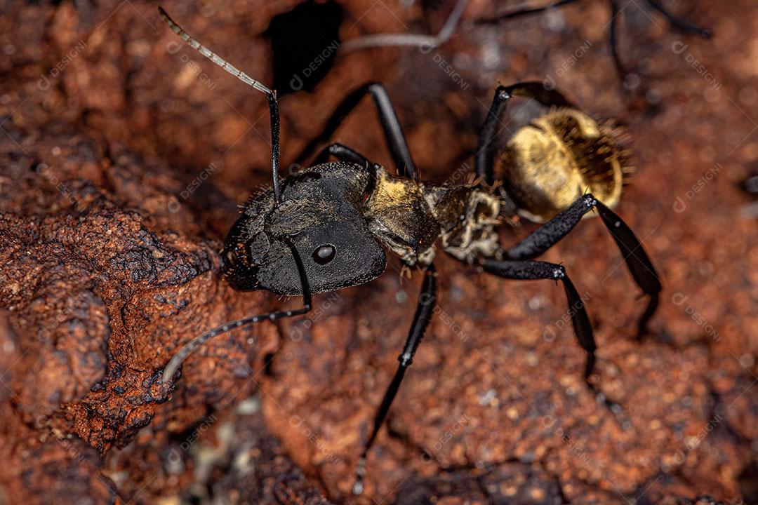 Formiga de açúcar dourada cintilante adulta feminina