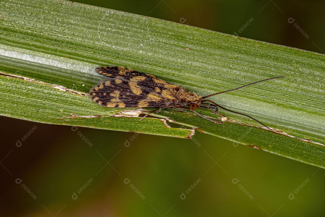 Inseto Caddisfly adulto da Ordem Trichoptera