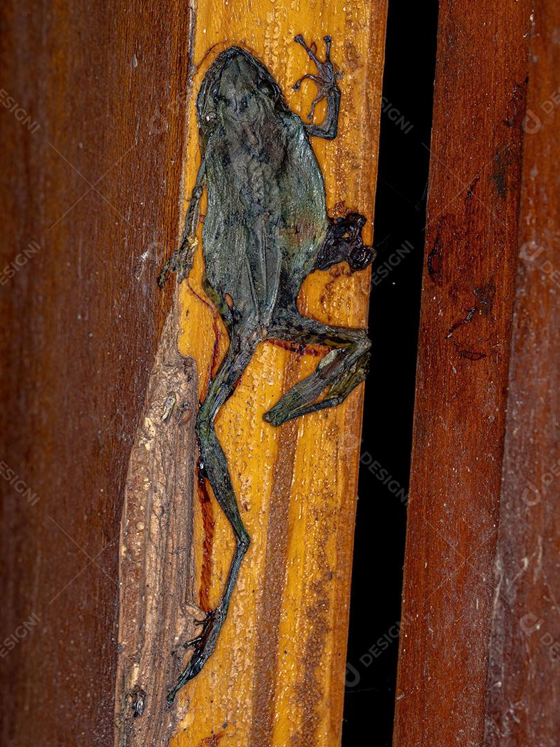 Rã de Focinho Morto