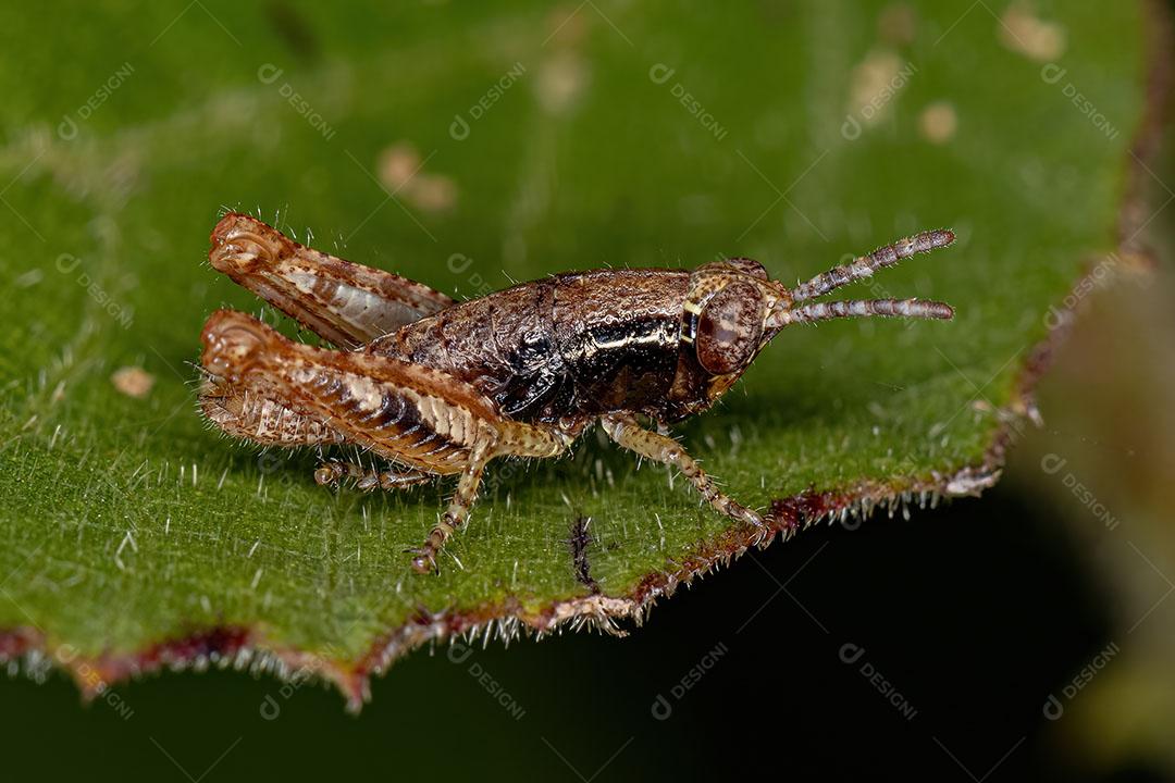 Ninfa Gafanhoto de Chifres Curtos da Família Acrididae