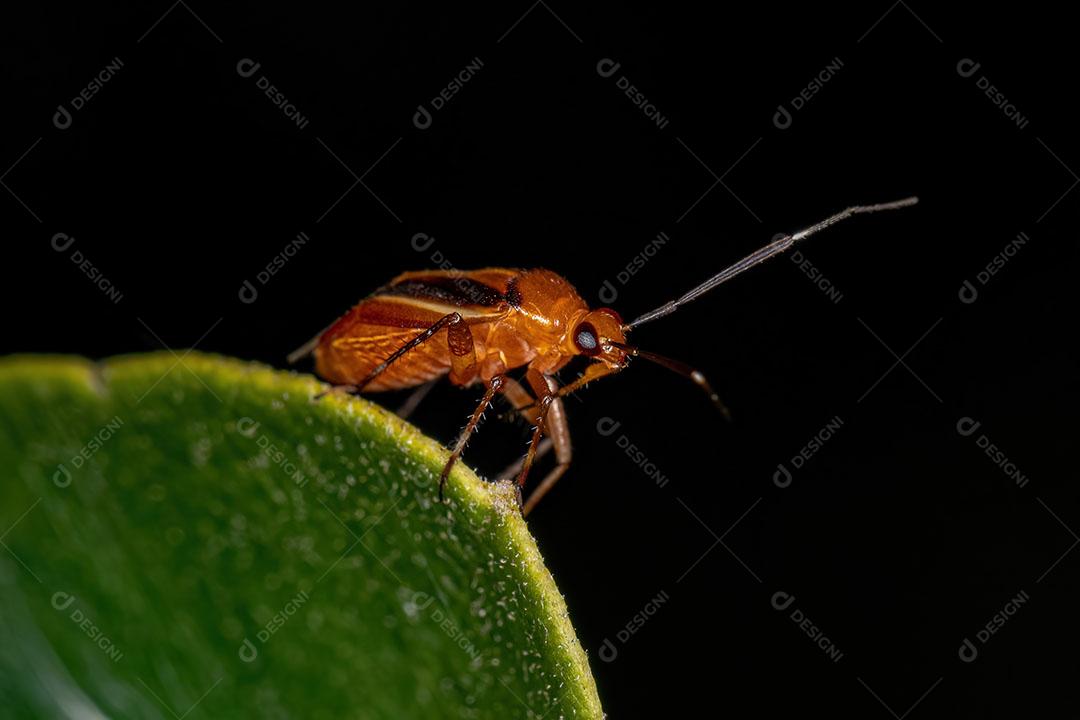 Inseto de planta adulto da família Miridae