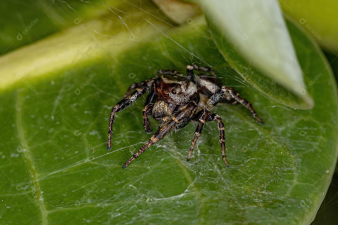 Aranha saltadora macho adulto da subtribo Dendryphantina