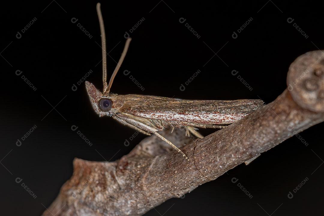 Inseto mariposa adulto da ordem lepidoptera