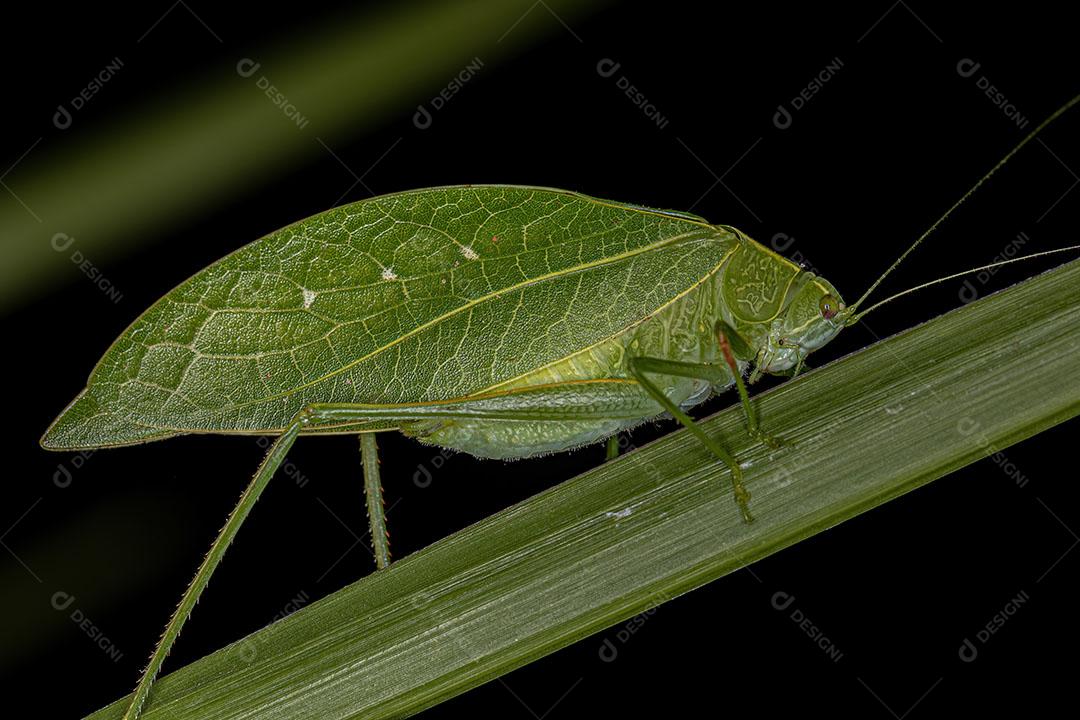 Gafanhoto Faneropterina Katydid da Tribo Phyllopterini na folha Verde JPG
