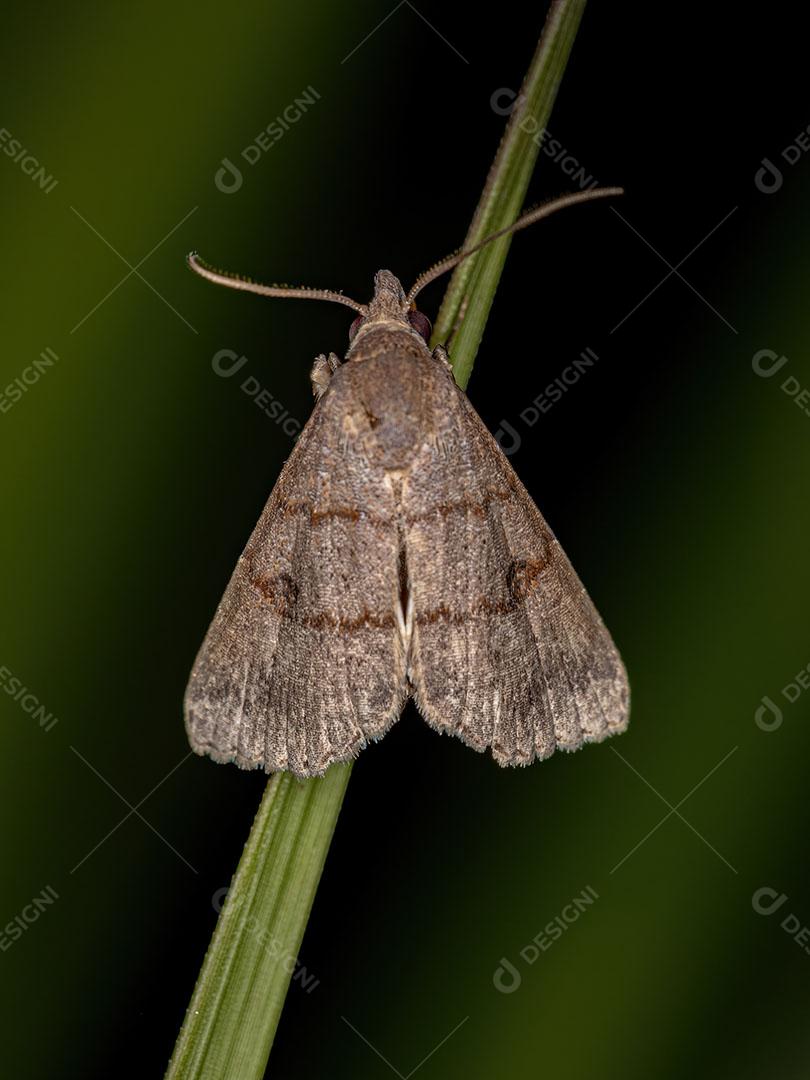 Inseto Mariposa adulto da Ordem Lepidoptera JPG