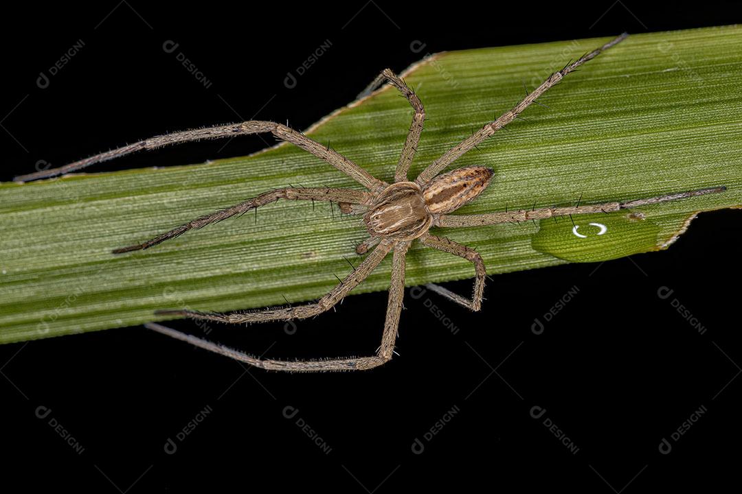 Aranha Caranguejor Macho Adulto da Família Philodromidae JPG