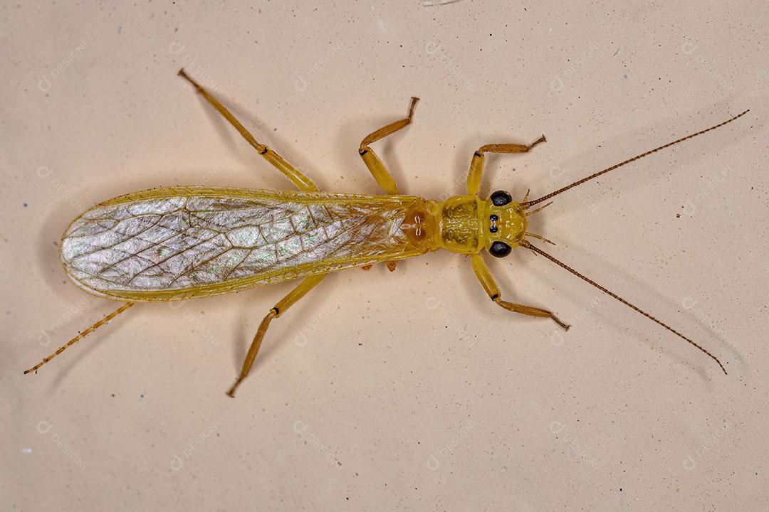 Inseto Comum Stonefly da Família Perlidae JPG