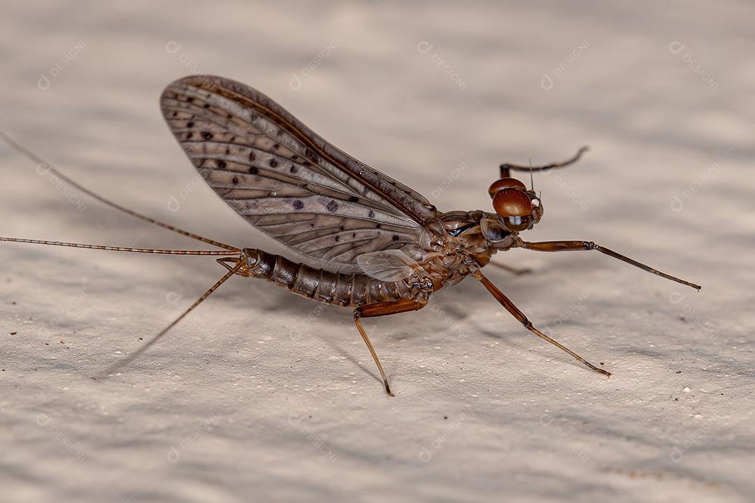 Mayfly Macho Adulto com Guelras da Família Leptophlebiidae JPG