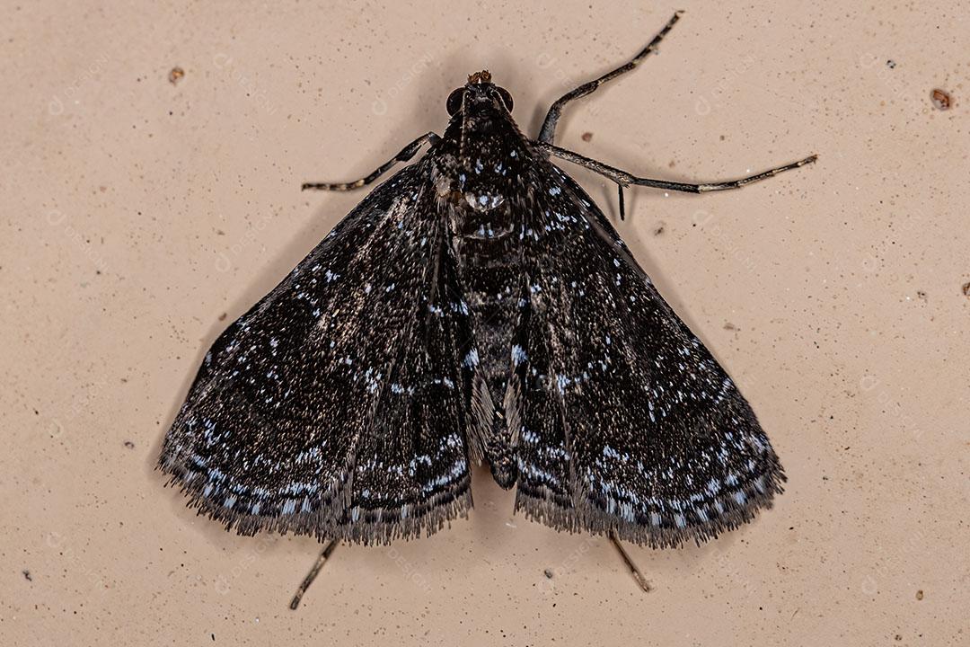 Mariposa Adulto da Ordem Lepidoptera JPG