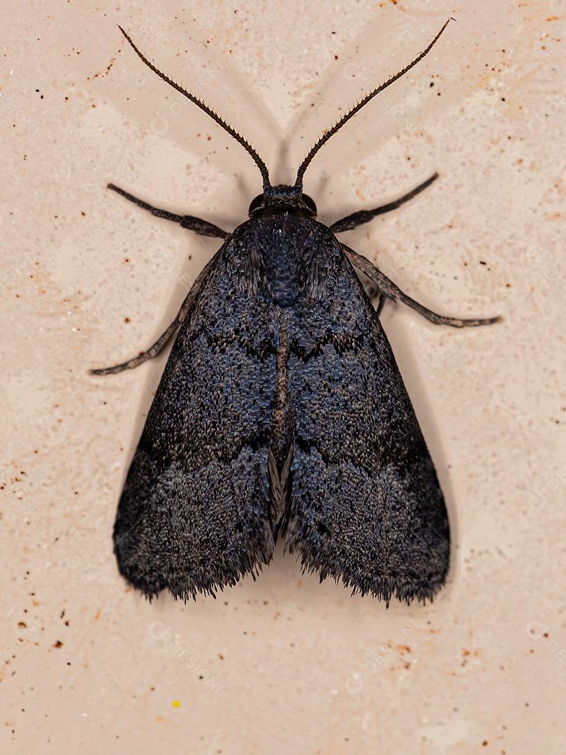 Inseto Mariposa adulto da Ordem Lepidoptera JPG