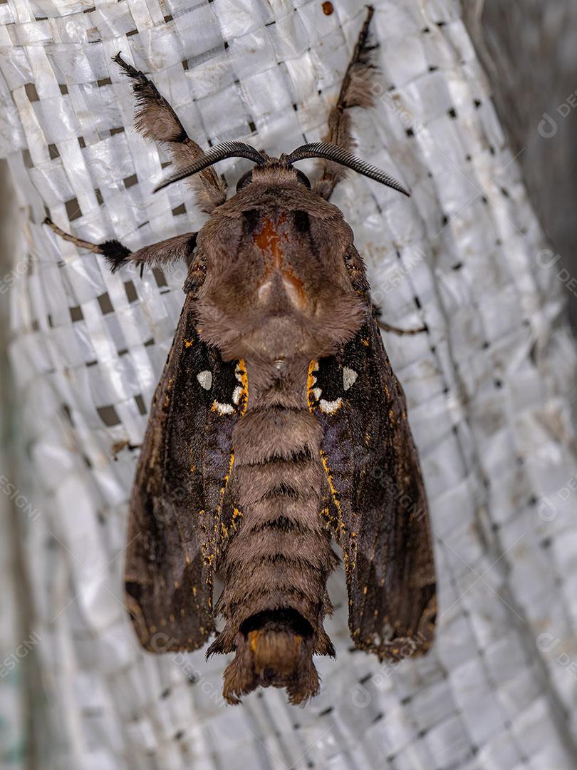 Mariposa Carpinteira Aadulta do Fênero Langsdorfia JPG