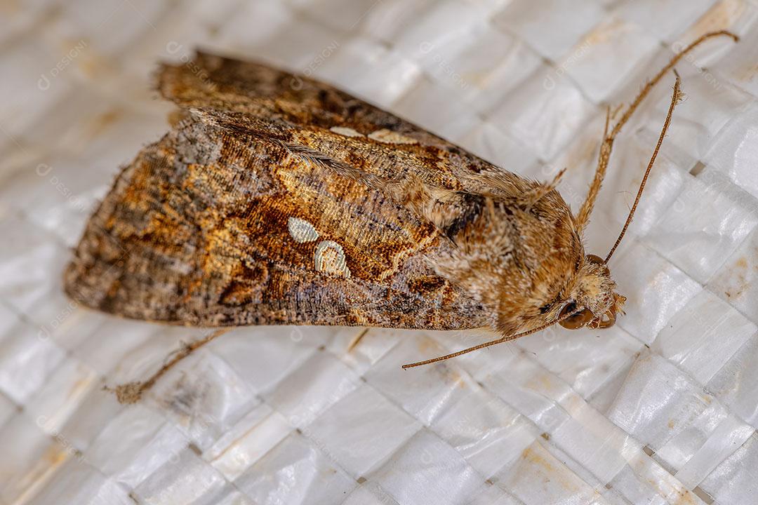 Inseto Mariposa adulto da Ordem Lepidoptera JPG