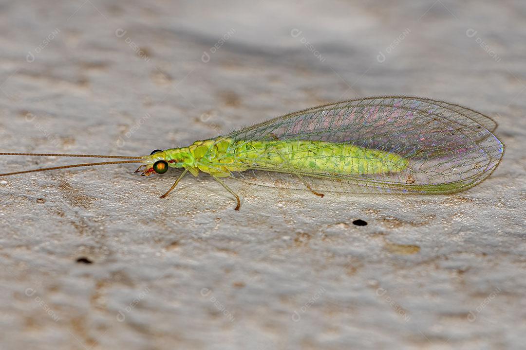 Lacewing Adulta Verde do Gênero Ceraeochrysa JPG