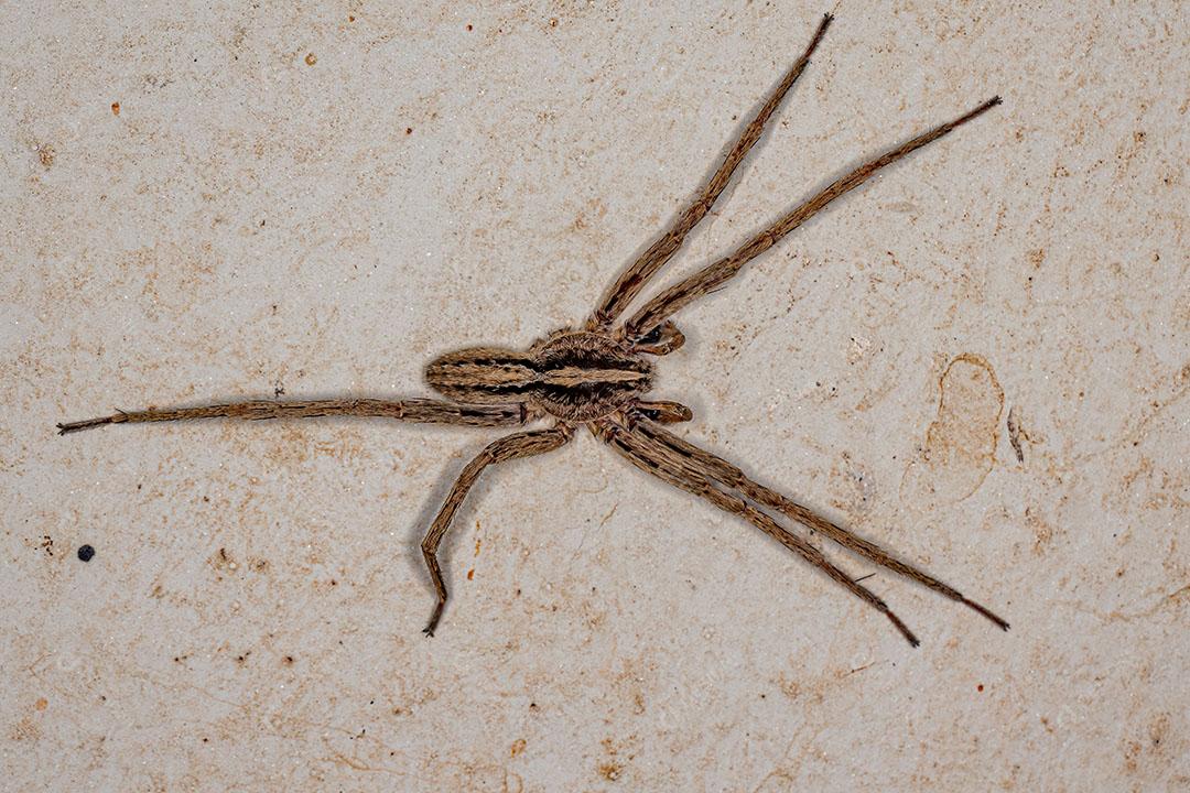 Aranha Errante Adulta da Família Ctenidae JPG