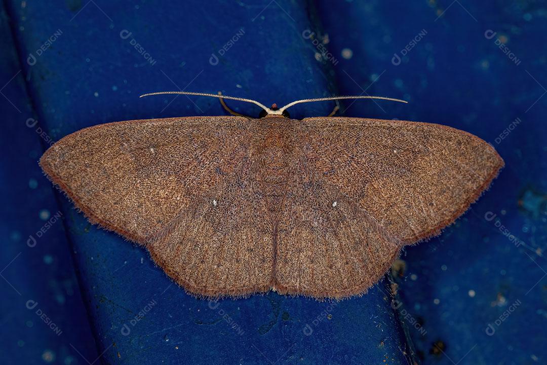 Mariposa Geômetra Adulta da Família Geometridae JPG