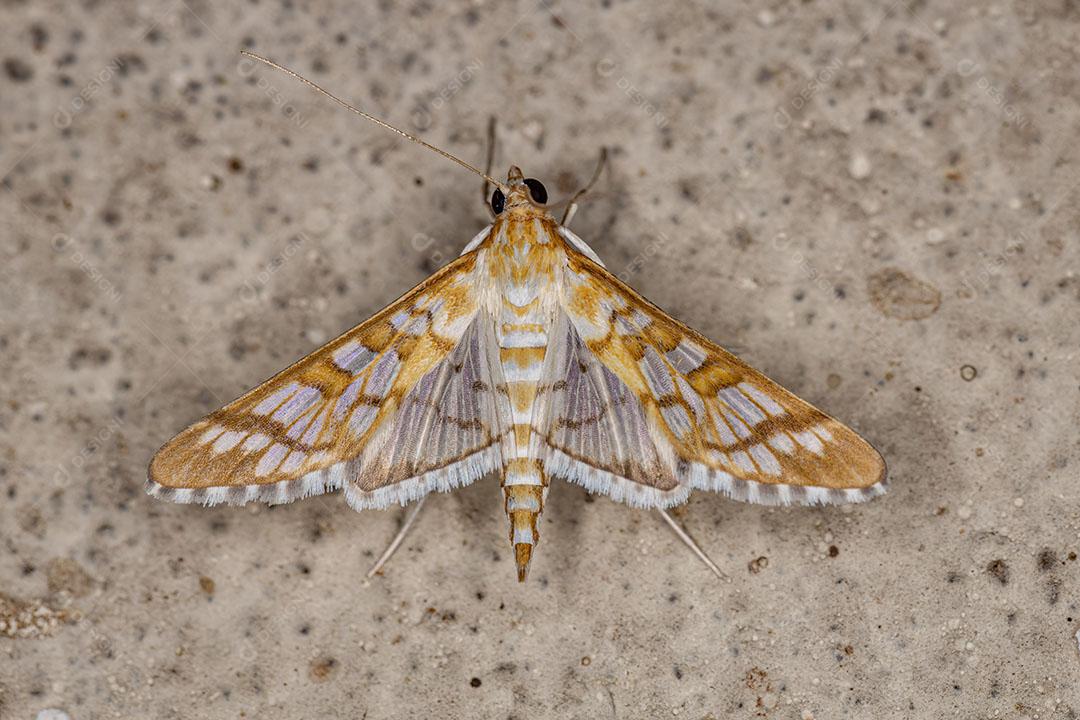 Mariposa Laranjeira Adulta Epipagis da Espécie Epipagis Fenestralis JPG