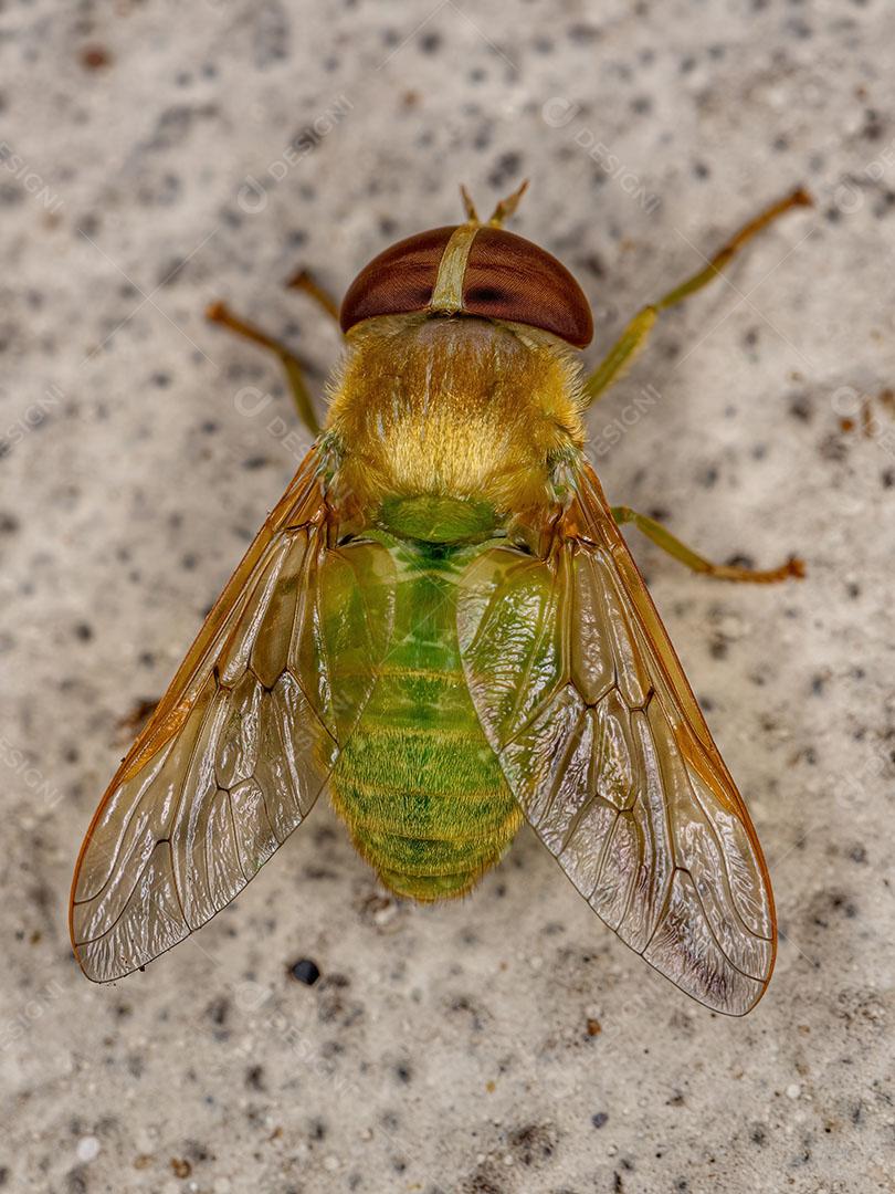 Mosca de Cavalo Verde Adulta do Gênero Chlorotabanus JPG