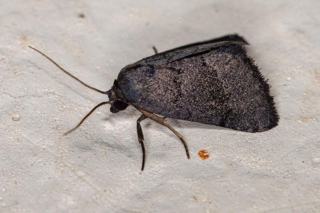 Mariposa Adulto da Ordem Lepidoptera JPG