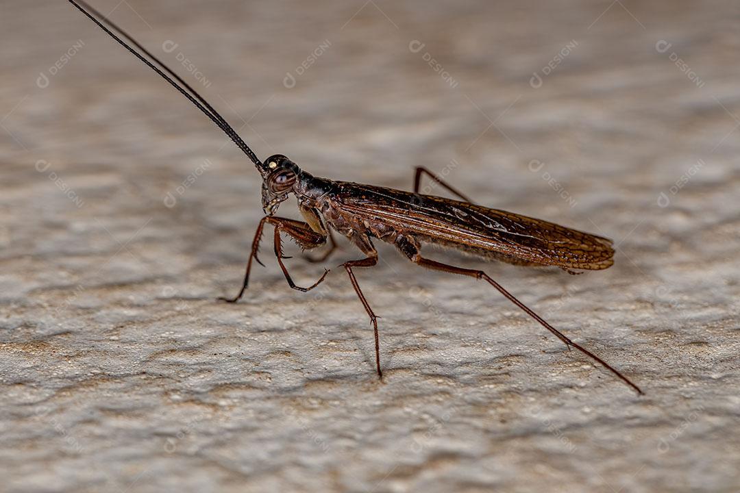 Mantoididae Adulto do Gênero Mantoida JPG