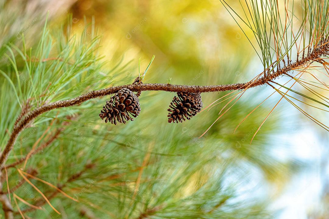 Pinheiros Grandes do Gênero Pinus JPG