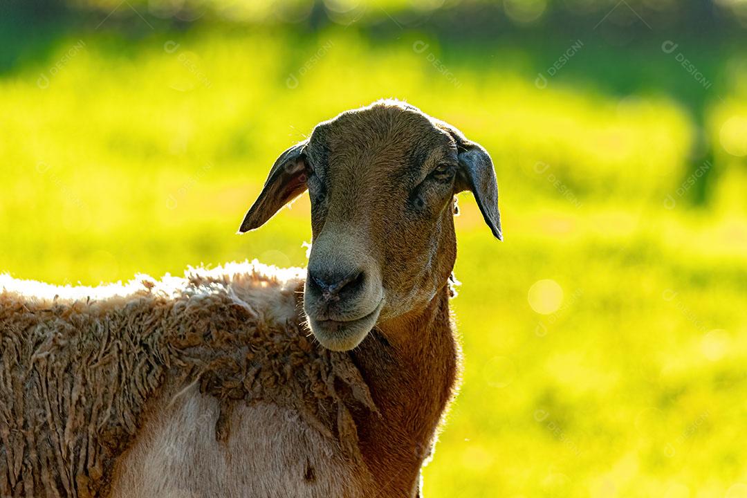 Ovelha  Adulta Sozinha no Pasto JPG