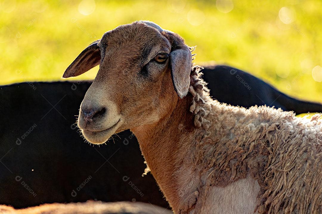 Ovelhas Adultas Criadas com Animais JPG