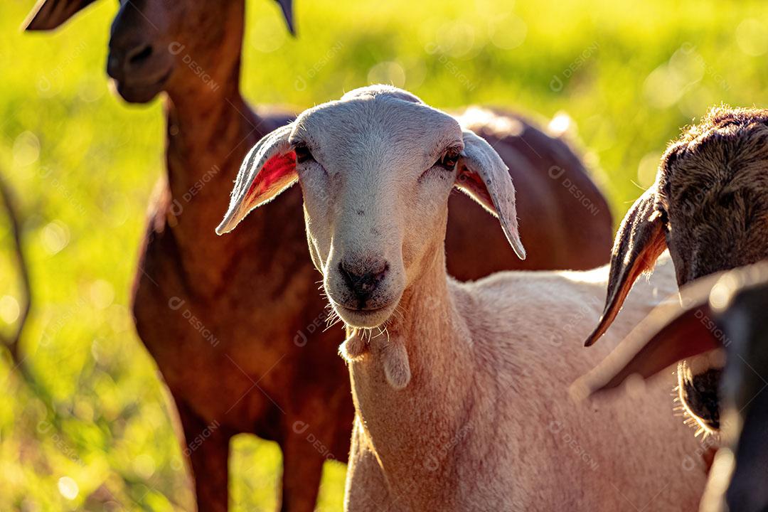 Ovelhas Adultas Criadas com Animais JPG