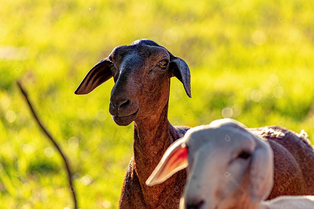 Ovelhas Adultas Criadas com Animais JPG