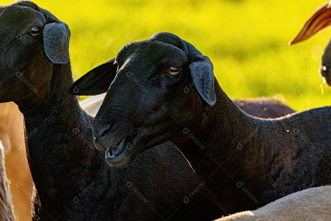 Ovelhas Preta Adultas Criadas com Animais JPG