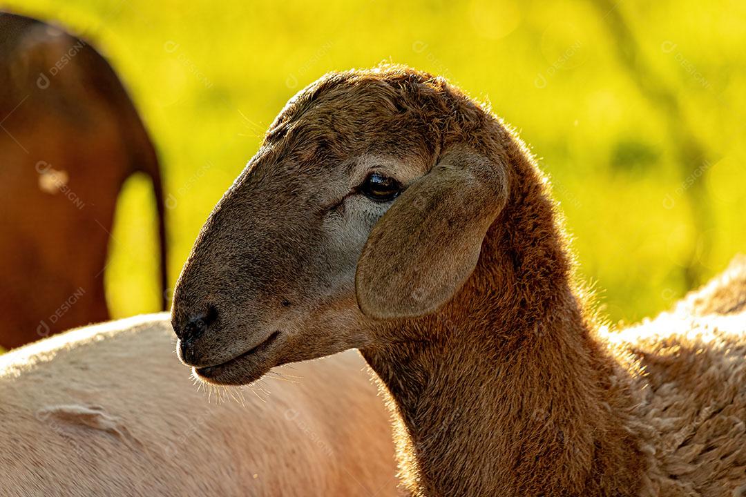 Ovelhas Adultas Criadas com Animais JPG